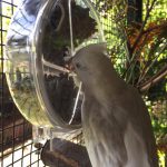 Casper Cockatiel – 1st gen foraging wheel