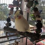 Cockatiel on med natural swing