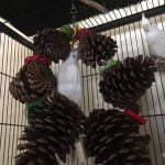 Cockatiel with Pinecone Wreath