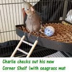 Michael Huynh – Charlie – Tiel on seagrass corner shelf – Copy