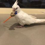 Buckbeak Cockatiel with lollipop