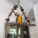 Honey Macaw on mega swing