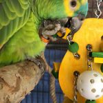 Malaki with Large Pear Timber Fruit Toy