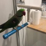 Mylo on Med Shower Perch (1)