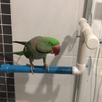 Mylo on Med Shower Perch (2)