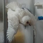 Precious on Large Shower Perch (1)