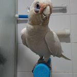 Precious on Large Shower Perch (1)