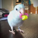 Delphi Parrotlet with Lil Footsie