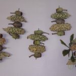 Bitty Banksia Bonanza (4)