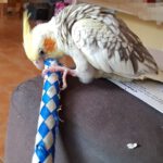 Pickles Tiel with Finger Trap