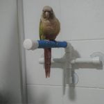 FeatherSmart Bird Parrot Shower Perch 