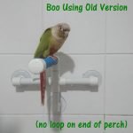 Boo on Super Bird Shower Perch with desc