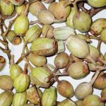 Close up of fresh Gumnuts