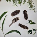 Loose Banksia Pods (1)