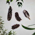 Loose Banksia Pods (3)
