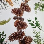 Another Large Pinecone Paradise (all dry)