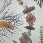 Banksia Bonanza (fresh) (for Lorikeets)