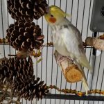 George the Cockatiel with Small Pinecone Paradise