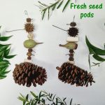 Nuts About Casuarina varieties (fresh)