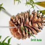 Pinecone drilled with text and arrow