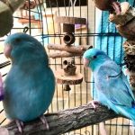 Rhaegael and Dany Parrotlets with Med Swing