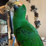 Sam the Eclectus with Large Swing (1)