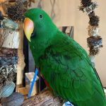 Sam the Eclectus with Large Swing (2)