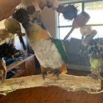 Stormie – Caique on Med swing