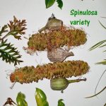 Bitty Banksia Bonanza with Spinulosa