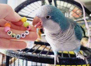 Nibbles with Quaker Foot Toy