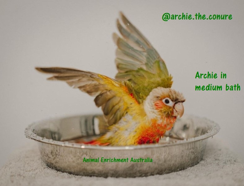 Archie Conure in Medium Bath – Copy