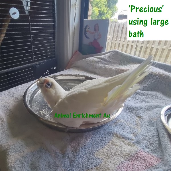 Precious using Large Bath Dish (2)